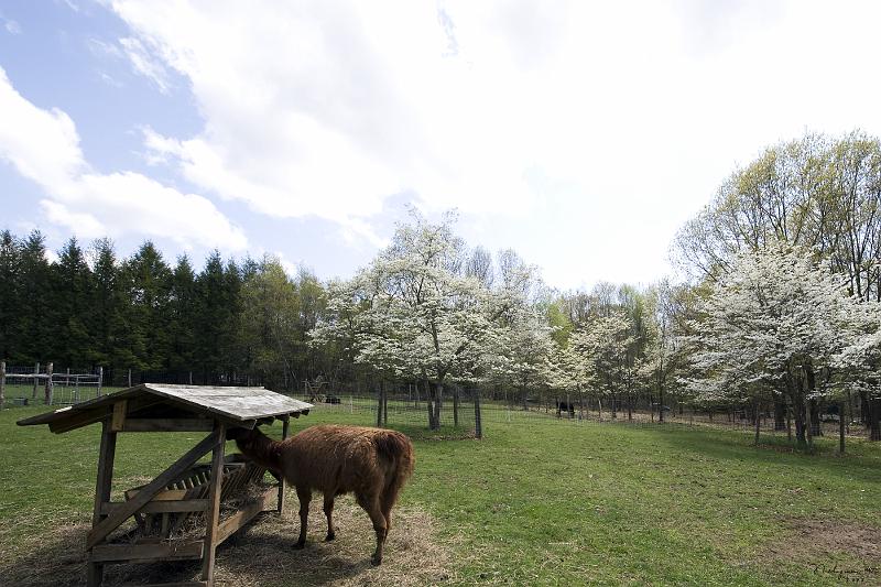 20080504_150247 D3 F FS.jpg - Broadmoor Farms, Bedford, NY